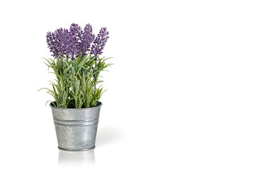 Lavender in a metal bucket isolated on a white background. Copy space.