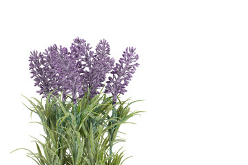 Bouquet of lavender close-up isolated on white background. Copy space.