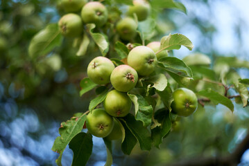 Small green apples on a branch