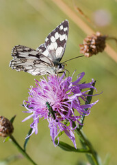 Fleur, papillon, cascade d'eau, rivière... florilège de la nature et beauté environnante.