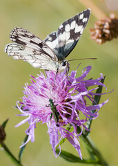 Fleur, papillon, cascade d'eau, rivière... florilège de la nature et beauté environnante.