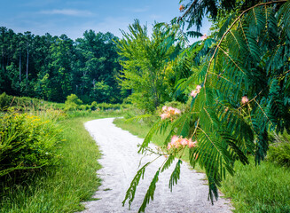 A Persian silk tree provides some exotic blossoms along the Lake Betz cycling trail