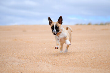 cachorro a correr na areia