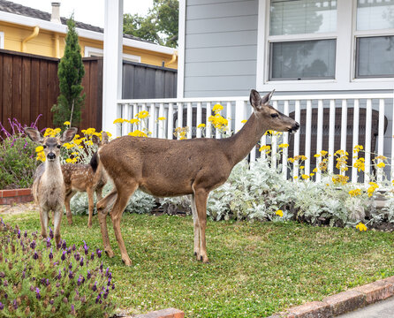 A Mom And Baby Deer Grazing In The Forest