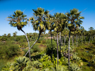 carnauba (copernicia prunifera) is a species of palm native to northeastern Brazil. It is the source of carnauba wax
