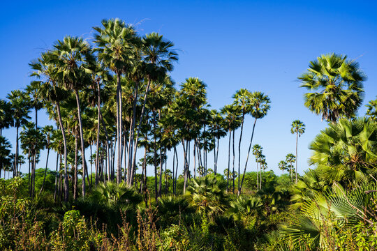 carnauba palm or carnaubeira or copernicia prunifera - palmtree native to northeastern brazil