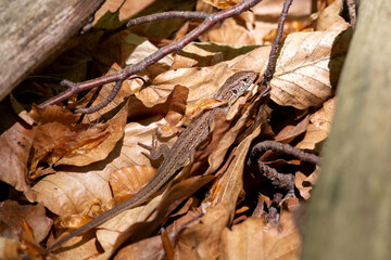 A beautiful brown lizard with a beautiful pattern on its skin camouflages itself among brown fallen leaves.