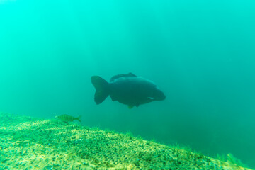 Large carp in a lake