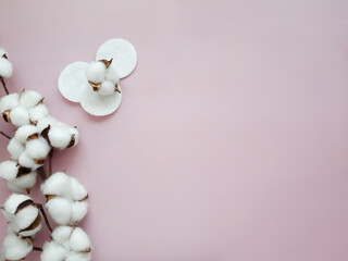Cotton flower branch with cotton pads on the pink background