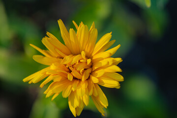 Yellow calendula flower on a green background.