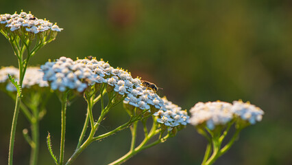 One bee collects nectar on yarrow flowers.
