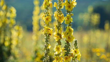 Flowering mullein plants on a sunny day.