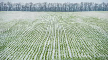 Winter wheat field covered with snow, rural landscape.