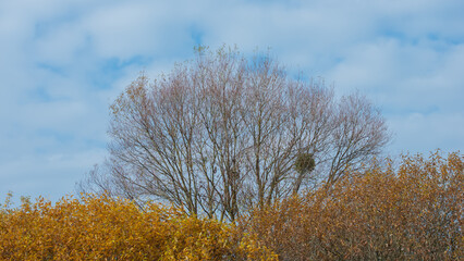 Tree branches without foliage and shrubs with yellow foliage.