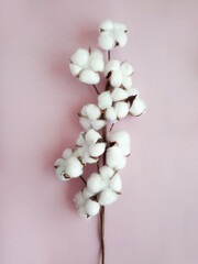 Branch of cotton flower in the center on the pink background.
