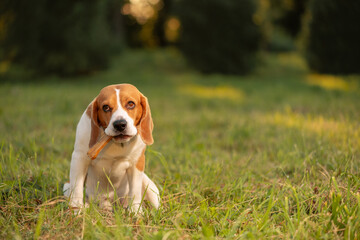 Dog with bone in mouth sitting on grass