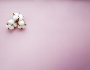 Cotton flowers on the light pink background with copy space