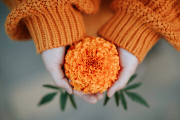 Top view of zoomed in orange tagetes flower in girl's hands. She is wearing orange knitted cardigan. Autumn mood