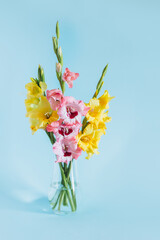 Beautiful yellow and pink Gladiolus flower in a vase on a blue background.