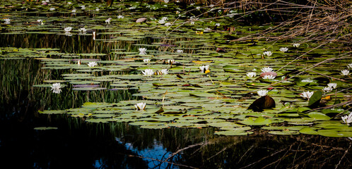 Fleur, lotus, nénuphar, papillon sur Genève... le florilège de la nature dans la campagne Genevoise 