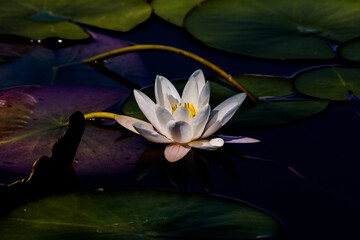 Fleur, lotus, nénuphar, papillon sur Genève... le florilège de la nature dans la campagne...