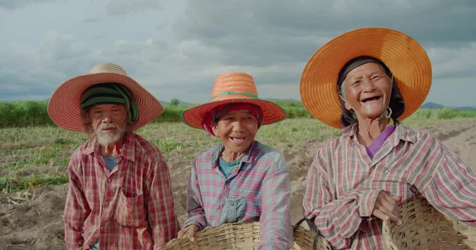 Slow motion scene of happy smiling and laughing Asian farmers and employees who are poor elderly natives, harvesting cassava roots in a rural area.