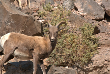 Close up of Big Horn sheep in the San Juan Mountains in southern Colorado