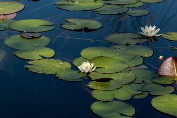 Fleur, lotus, n&eacute;nuphar, papillon sur Gen&egrave;ve... le floril&egrave;ge de la nature dans la campagne Genevoise 