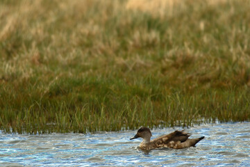 Wildlife landscape at El Calafate, Patagonia, Argentina