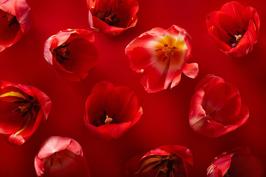 Red Flowers Pattern On A Red Background Viewed From Above. Top View