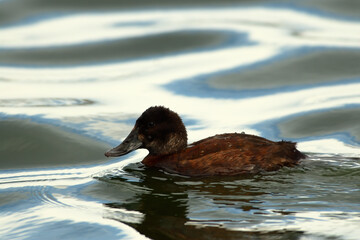 Wildlife landscape at El Calafate, Patagonia, Argentina