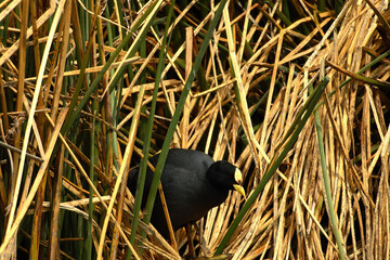 Wildlife landscape at El Calafate, Patagonia, Argentina
