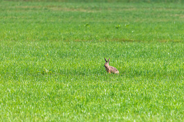 A brown hare ducks in a green meadow and eats meadow herbs