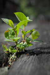 The sprout of the tree sprouted through the old wooden beams.