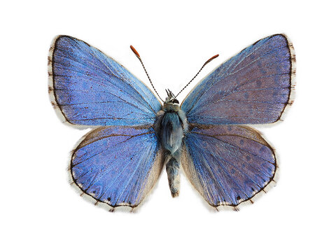 The Adonis blue (Lysandra bellargus, also known as Polyommatus bellargus) isolated on white background. Its a butterfly in the family Lycaenidae