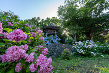 日本　北海道　紫陽花　花畑　有珠善光寺　花