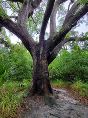 Oak Tree with Green Leaves