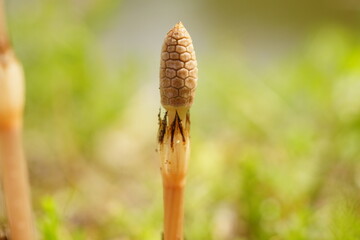 つくし