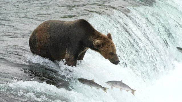 Brown Bear catching Sockeye Salmon at Brooks Falls - 4K Slow Motion