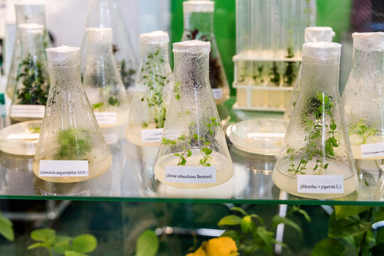 clonally propagated plants medicinal, spicy-aromatic grown to obtain valuable secondary metabolites