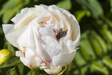 White peony flower with an insect on blurred green background top view