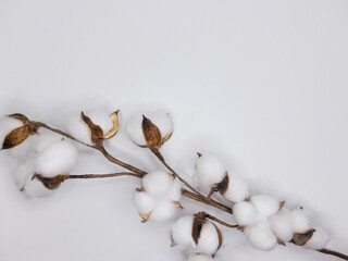 Branch of cotton flower on the white background with copy space.