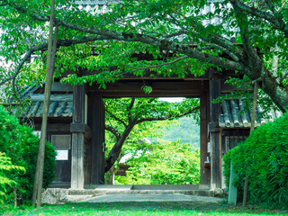 緑の中のお寺の入り口
