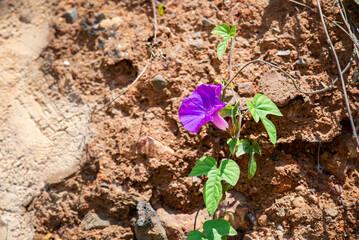 Beautiful purple ipomoea nil known as morning glory flower up close photo on a natural stone background