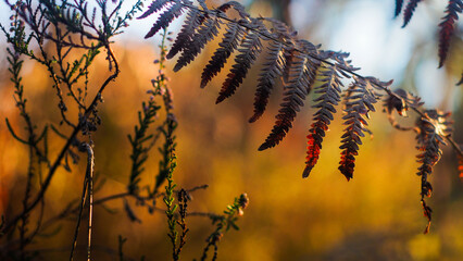 Fougères sauvages photographiées entre les rangées de pins, dans la forêt des Landes de Gascogne