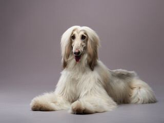 funny dog on a grey background. Fawn Afghan Hound in studio - Powered by Adobe
