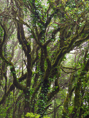 Moldy trees in the forest