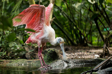 Entre Genève et l'Italie, fleurs, lac, rivière, papillons et pour finir sur Londres © nankwei