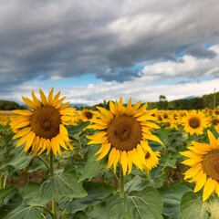 Entre Genève et l'Italie, fleurs, lac, rivière, papillons et pour finir sur Londres