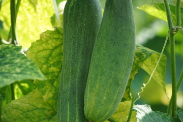 Cucumber (Cucumis sativus, timun, mentimun, ketimun) on the tree. Cucumbers grown to eat fresh are called slicing cucumbers